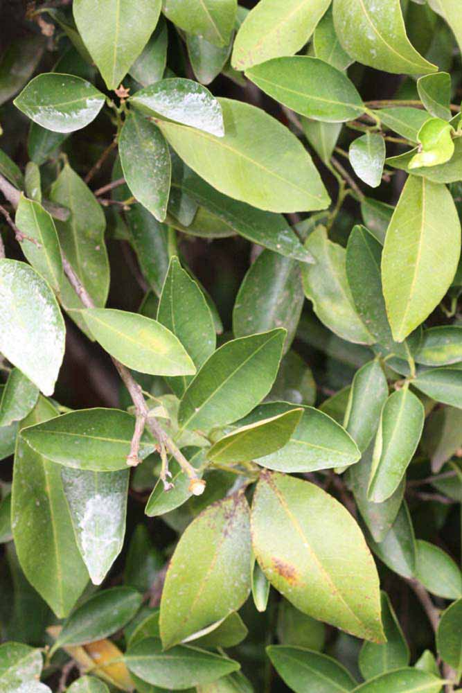              Sun leaves (Riverside, CA)       